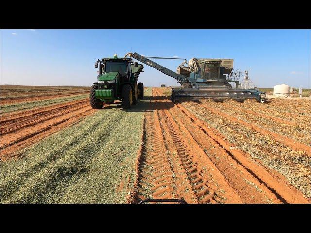 Time to go harvest some peanuts