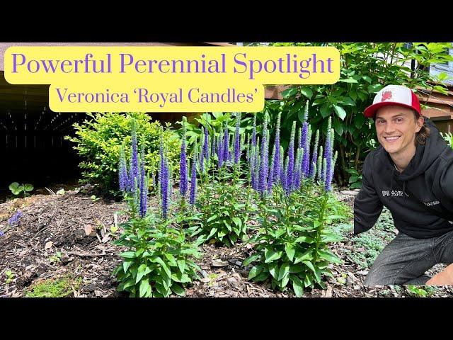 Veronica 'Royal Candles' Speedwell - Power Perennial - Plant Spotlight