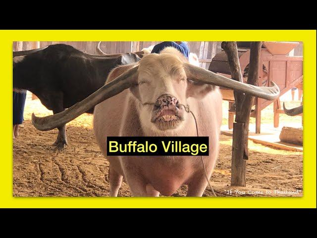 Buffalo Conservative Village (Suphanburi Province)