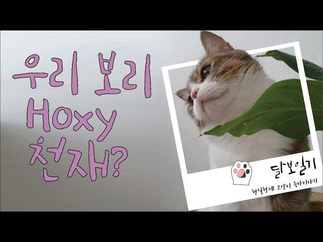 우리 보리 Hoxy 천재?