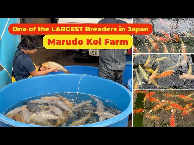 Visit Marudo Koi Farm - One of the Largest Koi Breeder in Japan