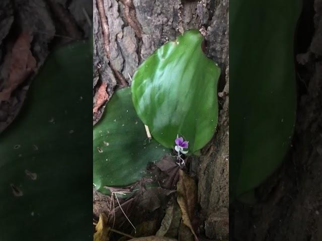 What is this plant? #plants #relax #temple #tiktok #nature #ytshorts #shorts #video #viral #feed#wow