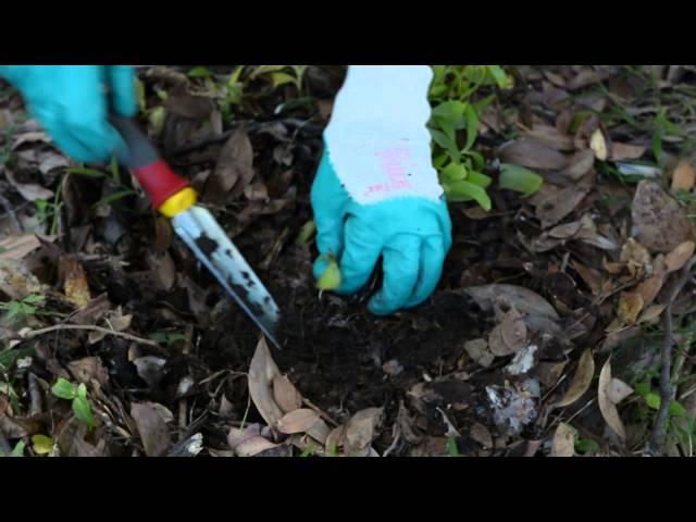 Bush Regeneration Weed Control Techniques: Crowning