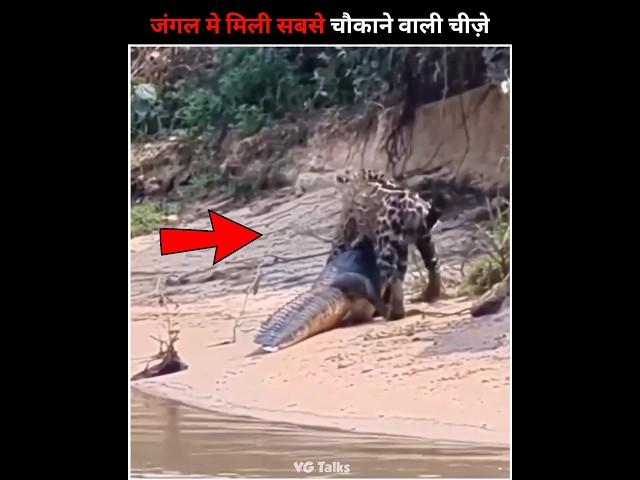 Dangerous Things Found In Forest #shorts #animals