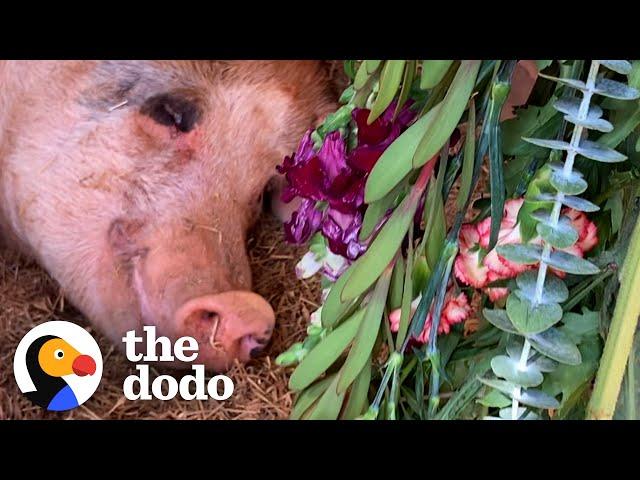 Rescue Pig Picks Out Flowers To Decorate Her House | The Dodo