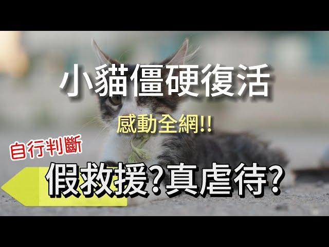 小貓CPR僵硬復活!!感動全網! 真救援?假救援?相信自己的判斷