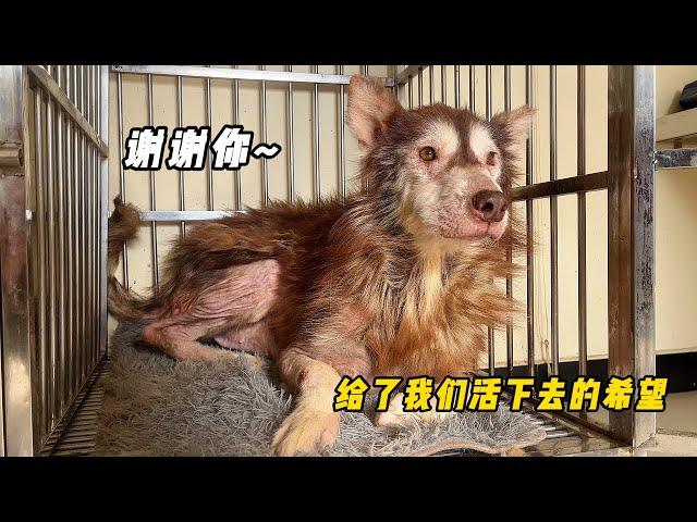 狗狗犬舍已安裝新的擋風板抵禦寒風，兩隻住院的毛孩子也逐漸好轉