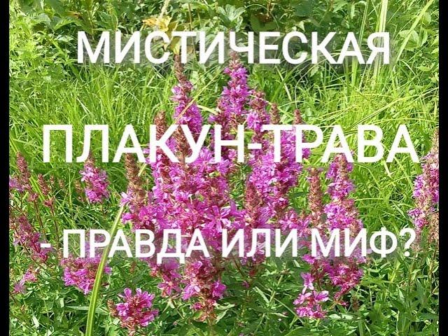 Мистическая ПЛАКУН-ТРАВА - правда или миф?