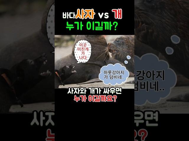 If a lion and a dog fight, who will win? But what if it's the 'sea'?