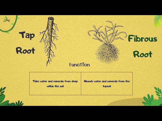 Tap root system vs fibrous root system - biology lesson with definitions and comparison