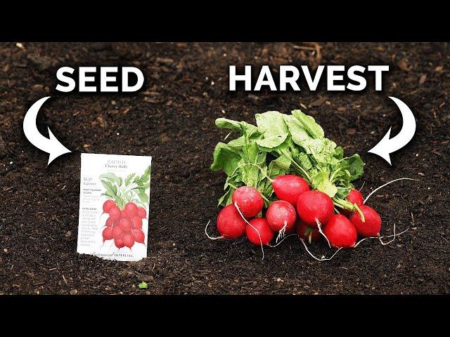 Growing Radishes, From Seed to Harvest 