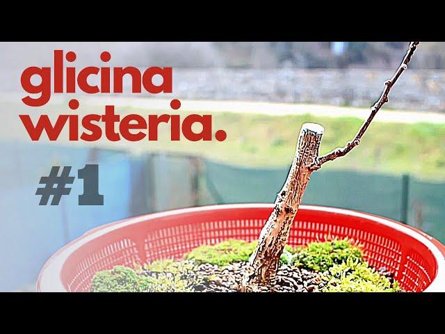  Bonsai Wisteria repotting #1