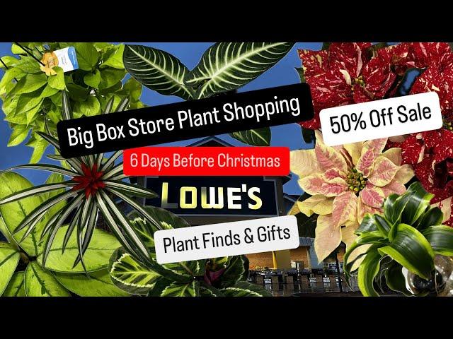 Big Box Store Plant Shopping Christmas Shopping Houseplants Sale 50% Off Plants Plant Haul Easy