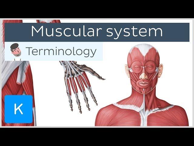 Muscular system - Anatomical terminology for healthcare professionals | Kenhub