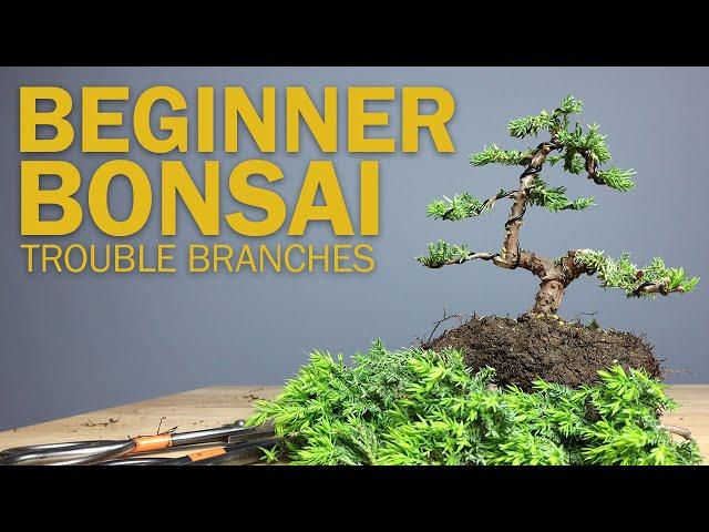 Beginner Bonsai Styling - Choosing Branches to Cut