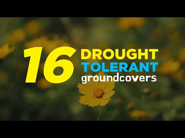 16 Sun-Loving Drought Tolerant Ground Cover Plants