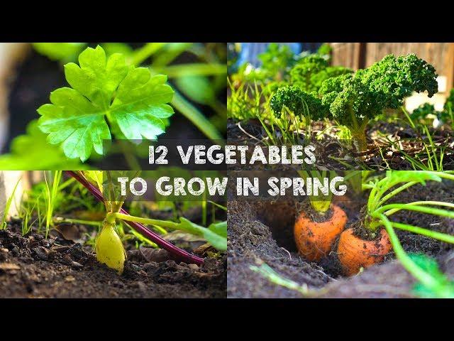 12 Vegetables You Should Grow in Spring