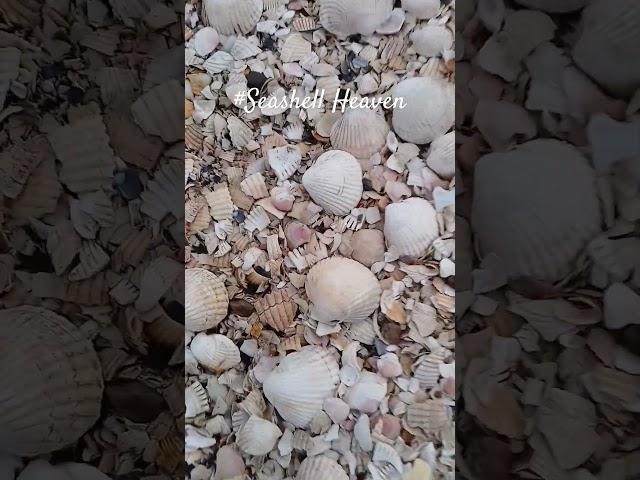 #Beach#Oceanlife#Sealife#theothersideofmakebelieve #lifeisbutadream #horsegirl