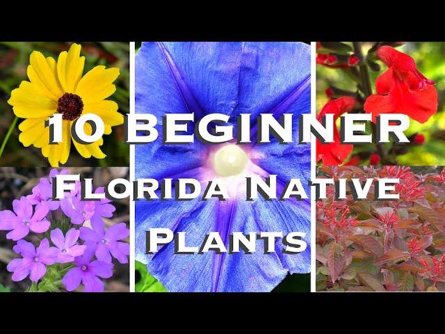 10 BEST BEGINNER Florida Native Plants