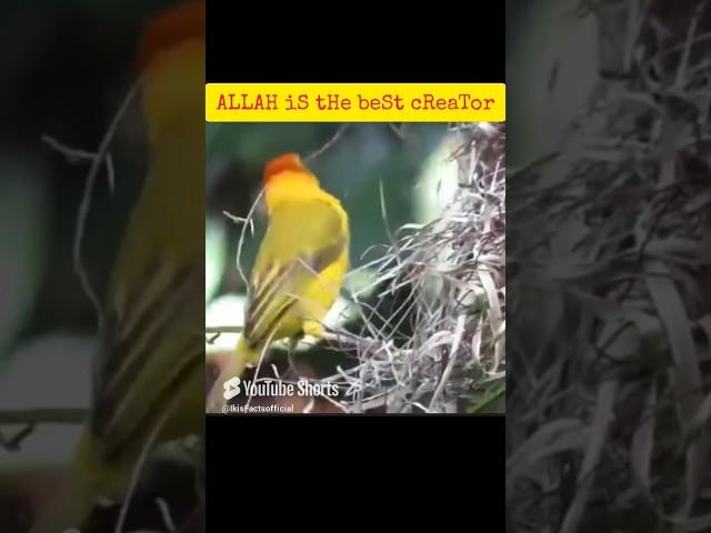 ALLAH is the best creator #shortvideo