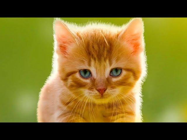 Amazing Cat photos with great editing..||  Nice Cat pictures...