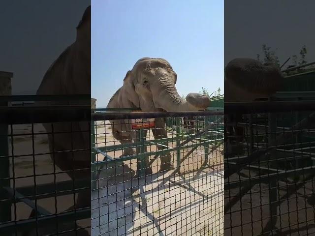 #слоны #слон #elephant #elephants #elephantsong #elephantdance #animals #animallover #animal #funny