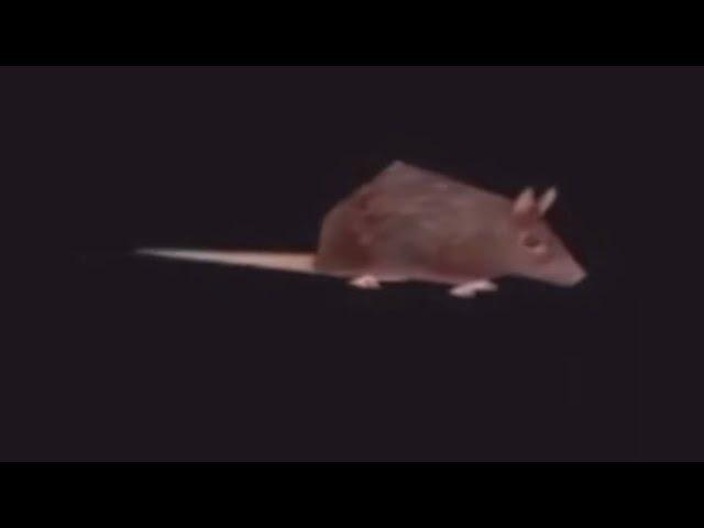 rat spinning with phonk