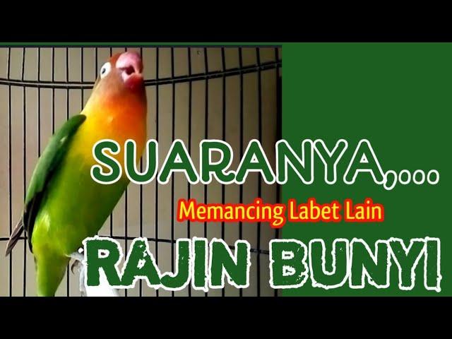 Burung Lovebird Memanggil Disertai Ngekek, Suaranya Bisa Memancing Labet Lain Rajin Bunyi