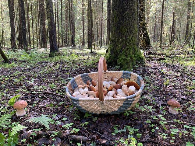 В поисках белых грибов в новом лесу, четыре вида белых в одной яме, вот так находка!