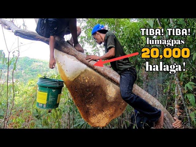 TIBA! TIBA! LUMAGPAS 20,000 HALAGA! ANG NAKUHA NAMING PULOT PUKYUTAN |MASIVE HONEY HARVESTING