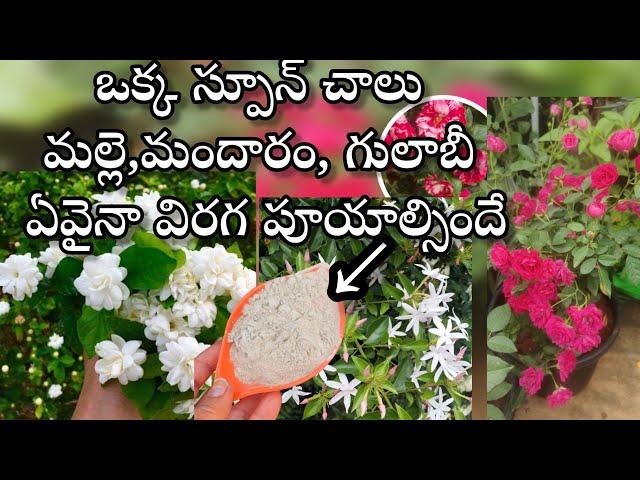 Get more flowers on any flowering plants |Rock phosphate fertilizer uses for plants