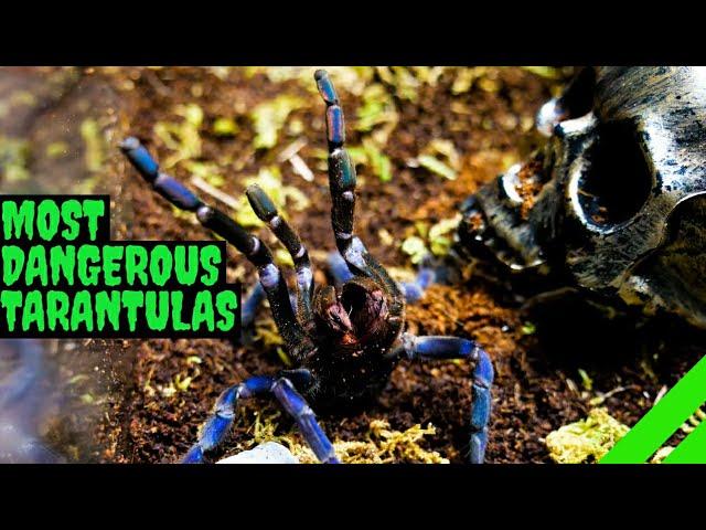 Top 10 Most DANGEROUS Tarantulas!