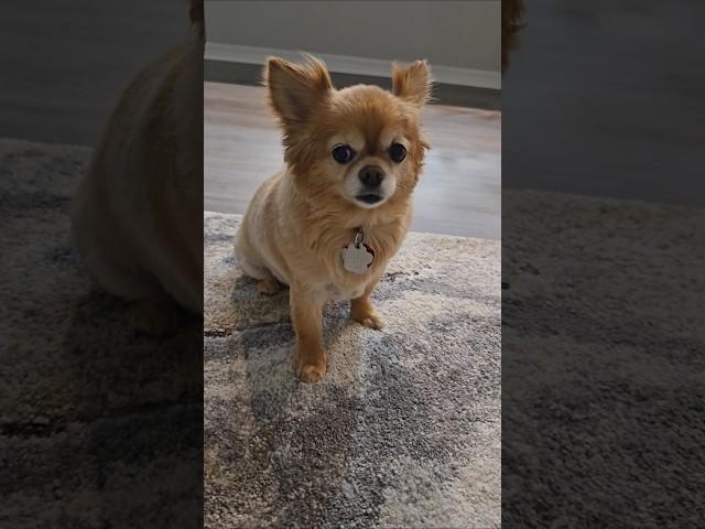 Bella #cute #puppy #chihuahuafanclub #puppy