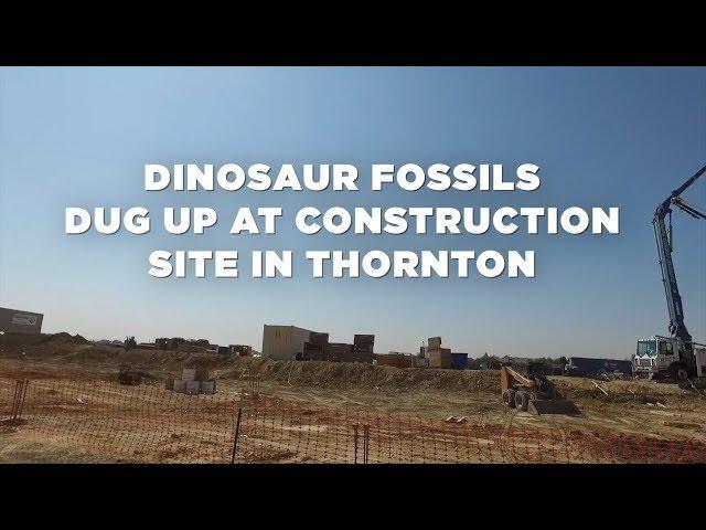 Triceratops skull, skeleton dug up at construction site in Thornton, Colorado