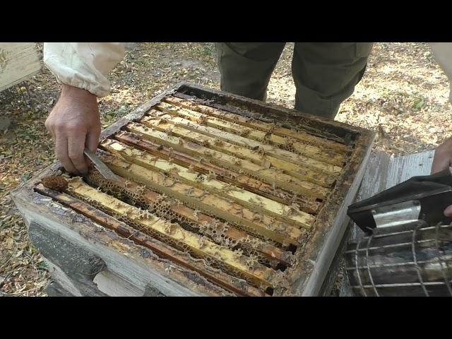 ПОСЛЕДНИЕ РАБОТЫ на ПАСЕКЕ осенью.