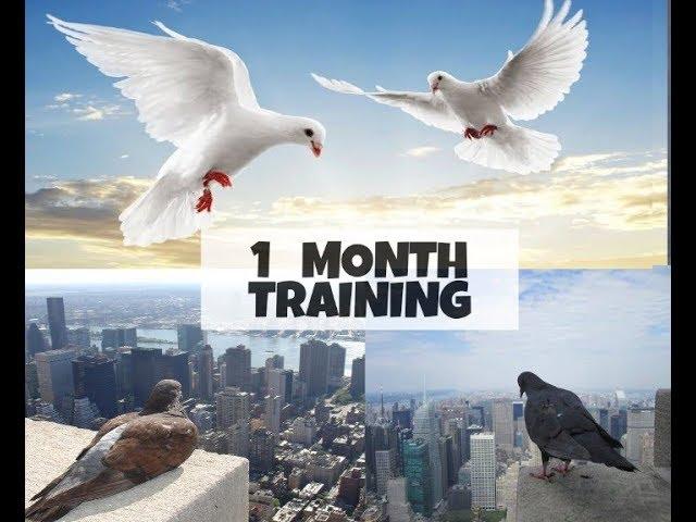 HOW TO TRAIN YOUR PIGEONS  TO COME BACK HOME | beginners tutorial