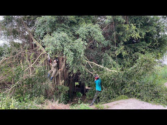 [CLEANUP OVERGROWN TREES] Cut down 3 giant fig trees in front of the alley causing danger