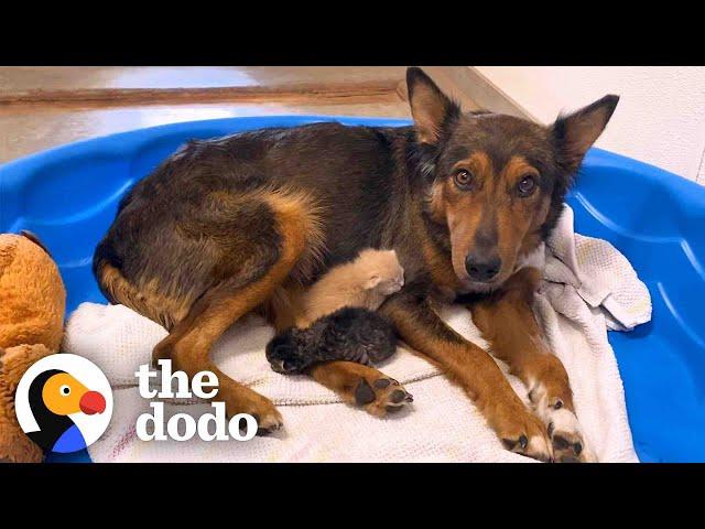 Mama Dog Who Lost Her Puppies Was Heartbroken Until She Got Kittens | The Dodo