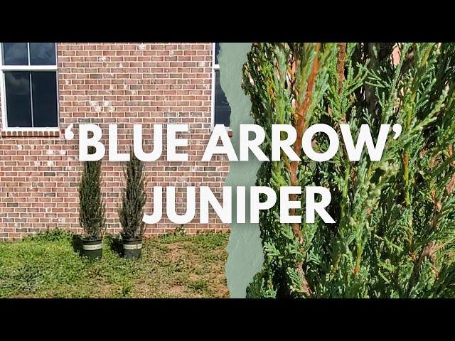 Why I Picked 'Blue Arrow' Junipers for Our Front Garden (Juniperus scopulorum)