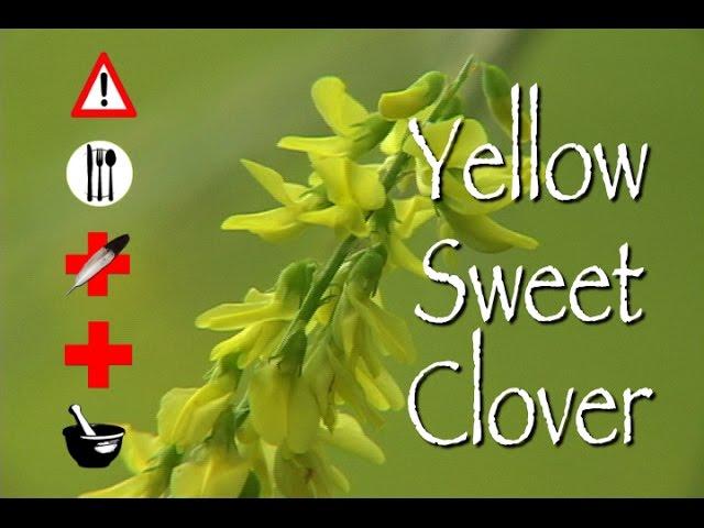 Yellow Sweet Clover: Edible, Medicinal, Cautions & Other Uses