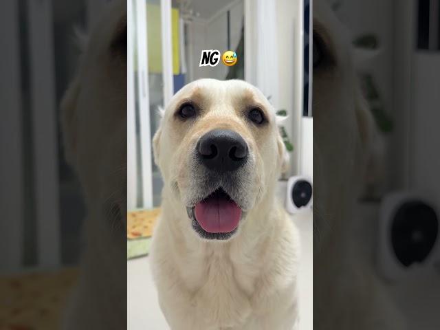 대한이의 인사ㅎㅎㅎ #강아지일상 #retreiver