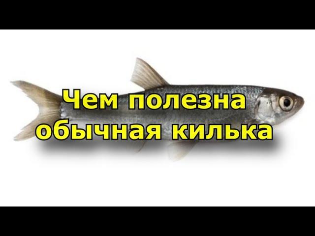 Чем полезна обычная килька?