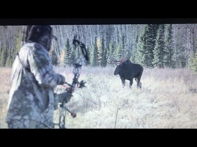 One of the Greatest Alberta Moose Bow hunts of all time with Ryan Harder