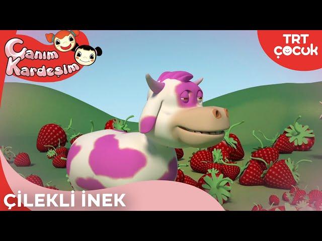 Canım Kardeşim - Çilekli İnek