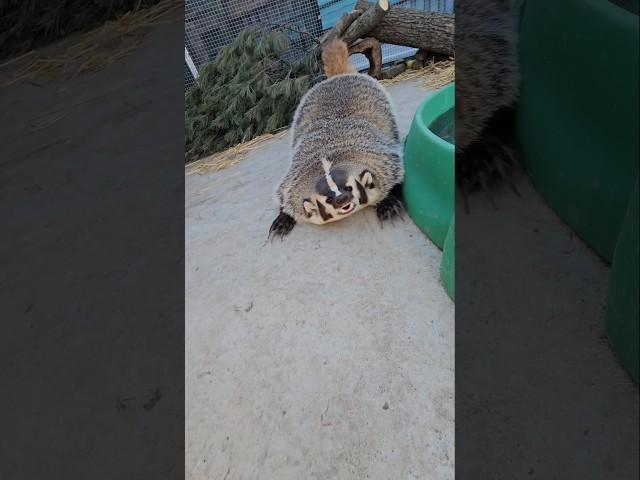 Badger dancing