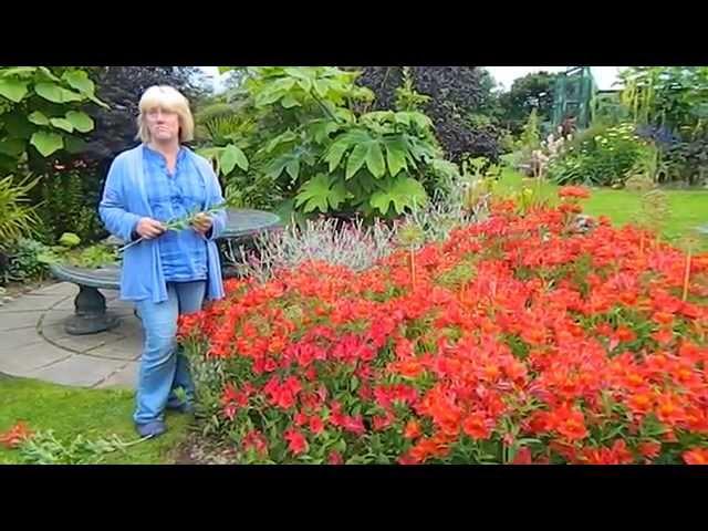 How To Deadhead Alstroemeria (Peruvian Lily)