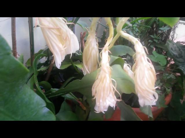 Cactos e Suculentas :  Dama-da-noite | Queen of the Night.