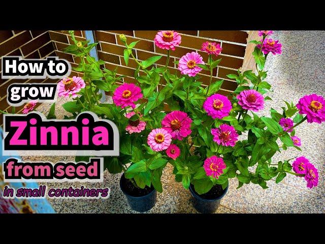 How to Grow Zinnia from Seed in Containers