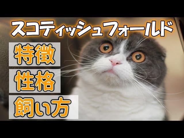 スコティッシュフォールドってどんな猫？【特徴・性格・飼い方・かかりやすい病気・価格帯】