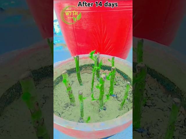  گلاب کے قلم  #گلاب کی پیوندی #Rose Cutting #grafting #propagation of Roses